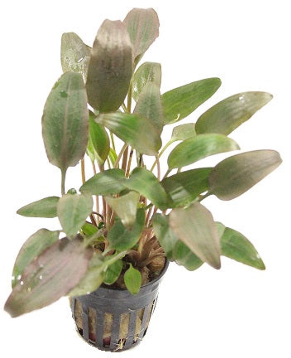 Cryptocoryne Wendtii Rood - Aquariumplant - Moerings