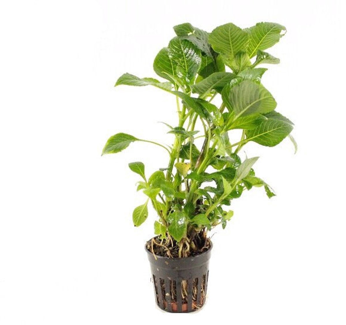 Aquaflora Hygrophila Parvifolia | in 5 cm pot