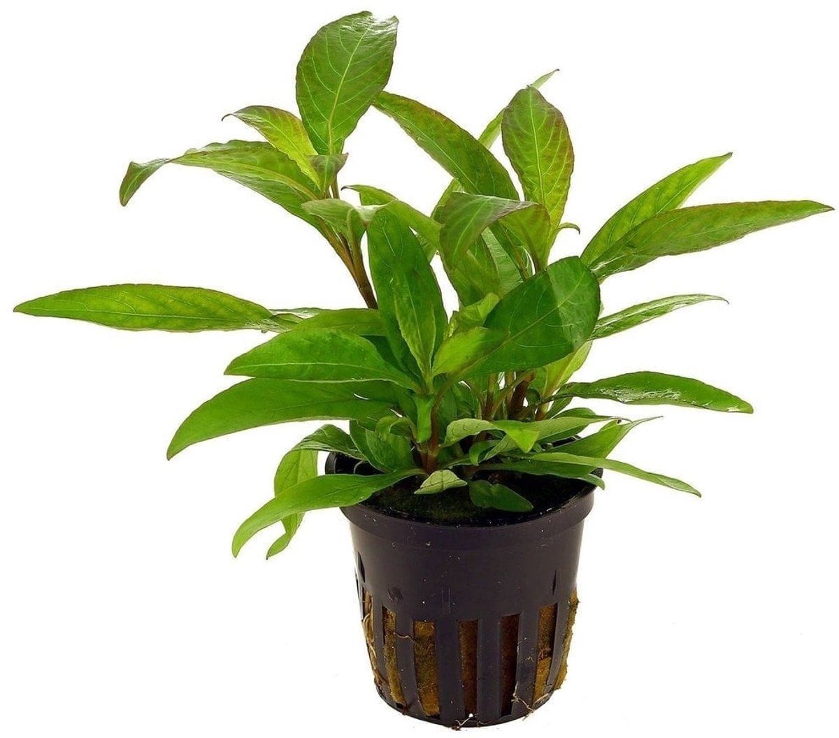 Aquaflora Hygrophila Siamensis | In Bos met Loodje