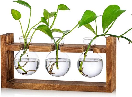 De Stekjesboom - Stekstation - Droogbloemen - 2 Glazen Vaasjes Classic Planten Stekken Hydrocultuur Hydroponie Bulb Vase Plant Terrarium Hydrocultuur Planten