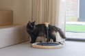 Zwarte kat bij kattenmolen met veren speeltje en ballen.
