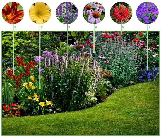 Borderpakket Langbloeiende border (9 planten: 1,5m2) - Bijen-Vlinders - Geurend - Snijbloemen - Vaste planten