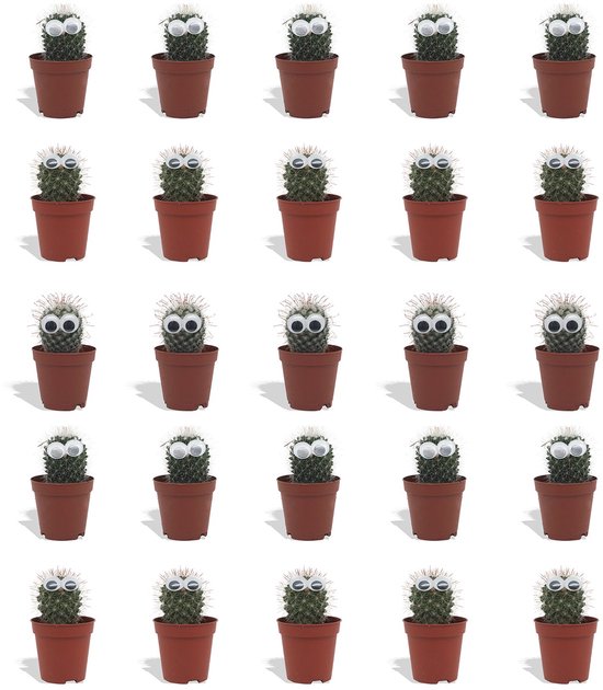 DutchLeafs Cactus met Ogen Mix - 20 Stuks - Kwekerspot 5,5 cm - Hoogte 8-15 cm - Mini Plantjes - Cactussen - Kamerplanten
