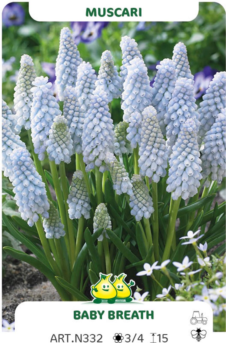 muscari Baby Breath 50 bollen maat 8/+