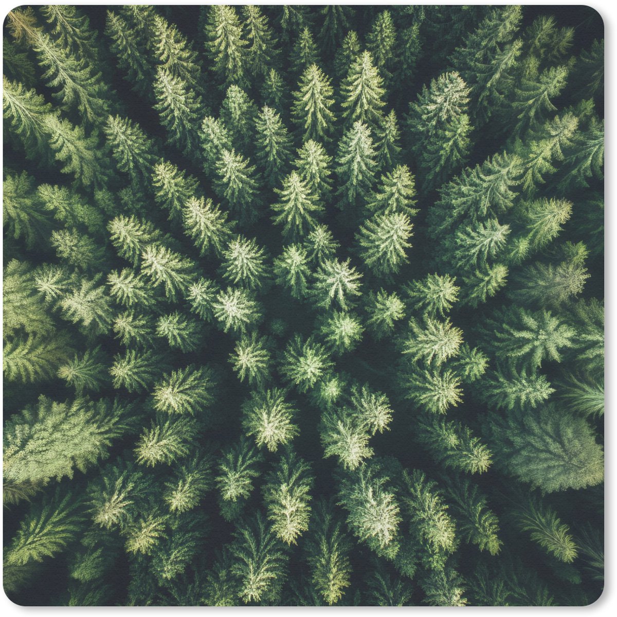 Muismat 30x30 cm - Mousepad Bomen - Naaldwoud - Structuur - Muismatten