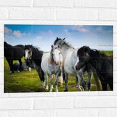 Muursticker - Kudde Wilde Paarden in Verschillende Kleuren onder Blauwe Lucht - 60x40 cm Foto op Muursticker