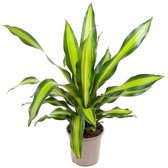 Plant in a Box - Dracaena fragrans 'Charley' - Tropische kamerplant - Drakenbloedboom - Eenvoudig te verzorgen - Pot 24cm - Hoogte 100-110cm