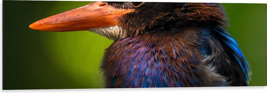 Dibond - Opzijkijkende IJsvogel en Kleurrijke Veren - 120x40 cm Foto op Aluminium (Met Ophangsysteem)