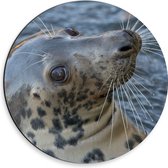Dibond Muurcirkel - Portret van Omkijkende Onschuldige Zeehond - 30x30 cm Foto op Aluminium Muurcirkel (met ophangsysteem)