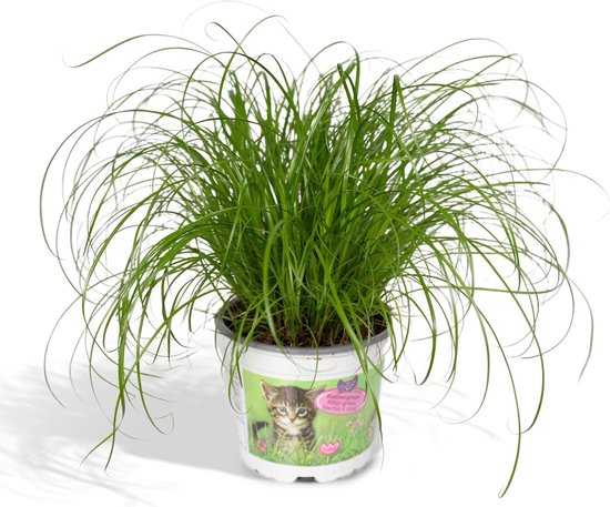 Kattengras (cyperus alternifolius 'zumula'). aanbieding bij Intratuin