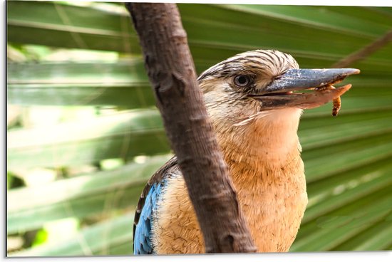 Dibond - Opzijkijkende Lachende Blauwvleugelkookaburra Vogel met Worm in Mond - 75x50 cm Foto op Aluminium (Met Ophangsysteem)