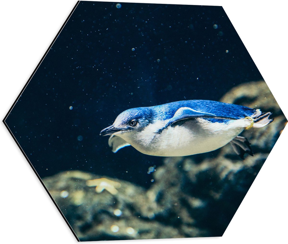 Dibond Hexagon - Zwemmende Blauwe Pingïun door Aquarium - 50x43.5 cm Foto op Hexagon (Met Ophangsysteem)