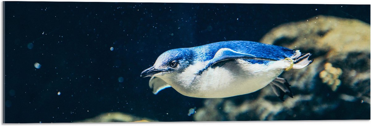 Acrylglas - Zwemmende Blauwe Pingïun door Aquarium - 90x30 cm Foto op Acrylglas (Met Ophangsysteem)