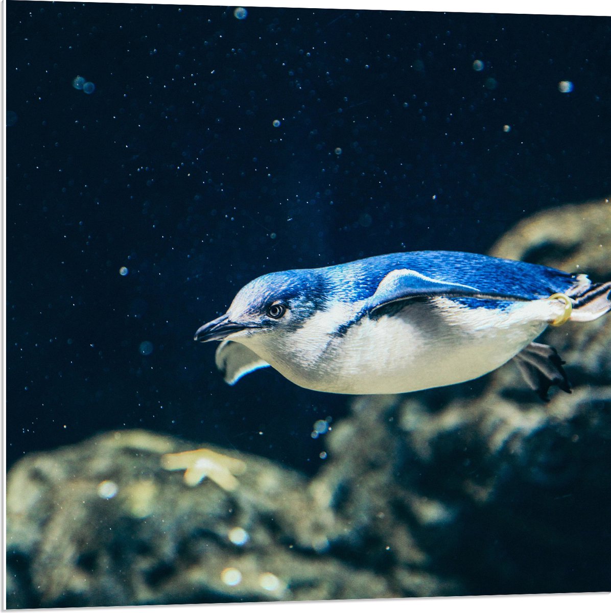 PVC Schuimplaat - Zwemmende Blauwe Pingïun door Aquarium - 80x80 cm Foto op PVC Schuimplaat (Met Ophangsysteem)