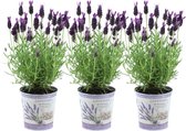 Plants by Frank - Set van 3 Franse lavendelplanten in sierpot 'Deluxe' - 3 x Lavandula stoechas Anouk® 13 cm pot - Lavendelplant - Vers van de kwekerij Geleverd