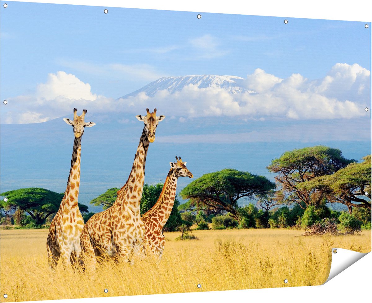 Gards Tuinposter Drie Giraffes in de Savanne - 180x120 cm - Tuindoek - Tuindecoratie - Wanddecoratie buiten - Tuinschilderij Multikleur