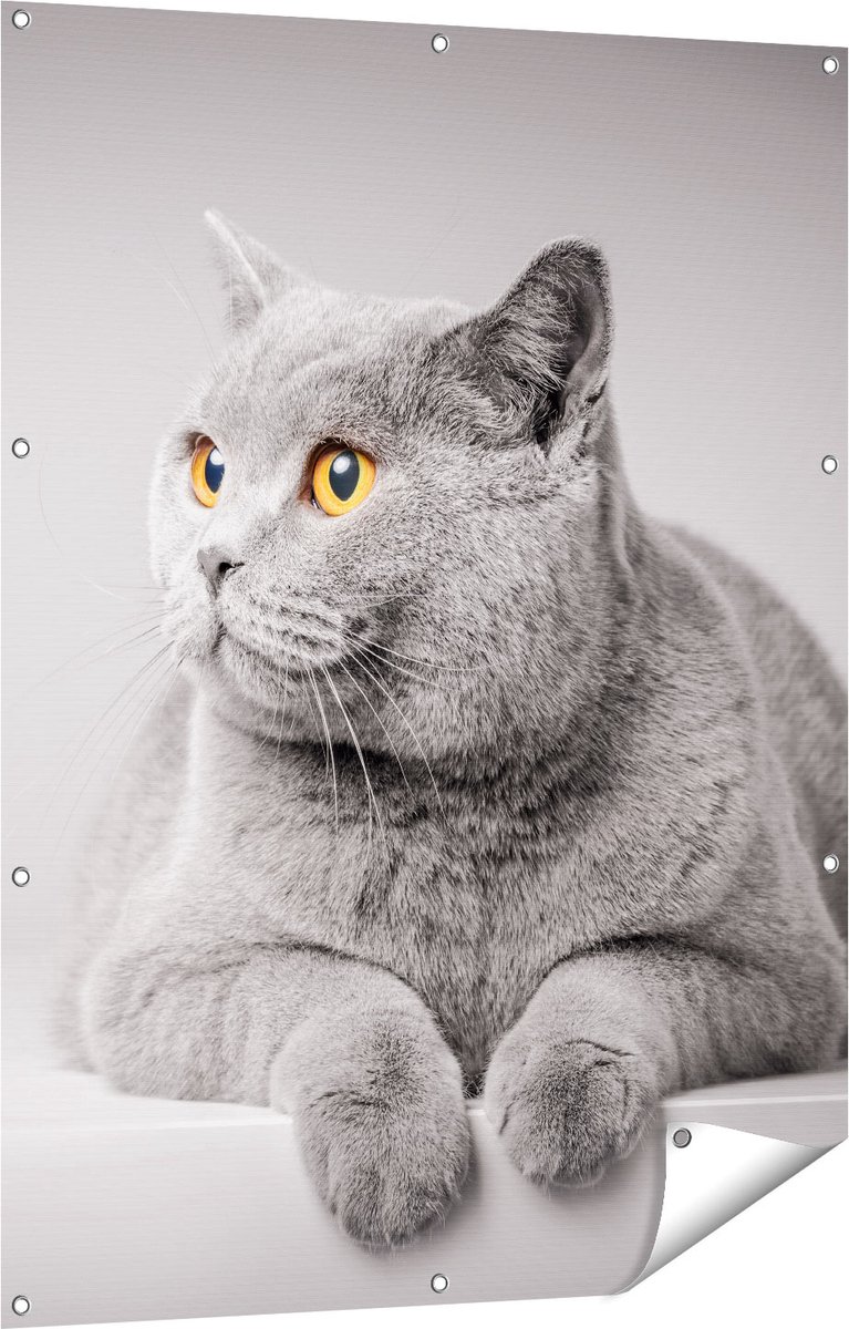 Gards Tuinposter Grijze Kat met Oranje Ogen - 90x120 cm - Tuindoek - Tuindecoratie - Wanddecoratie buiten - Tuinschilderij Multikleur