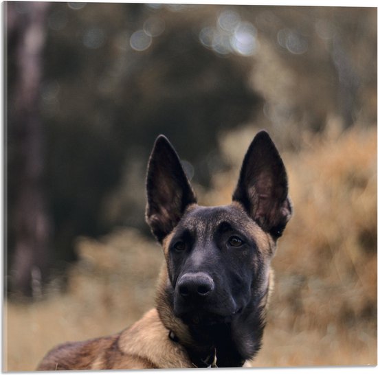 Acrylglas - Opkijkende Politie Hond in het Hoge Droge Gras - 50x50 cm Foto op Acrylglas (Met Ophangsysteem)