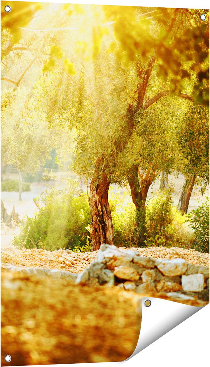 Gards Tuinposter Olijfbomen - Olijfboomgaard - 60x90 cm - Tuindoek - Tuindecoratie - Wanddecoratie buiten - Tuinschilderij Multikleur
