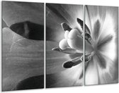 Glasschilderij Bloem - Zwart, Wit, Grijs - 120x80cm 3Luik - Foto Op Glas - Geen Acrylglas Schilderij - GroepArt 6000+ Glas Art Collectie - Maatwerk Mogelijk