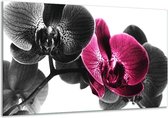 Peinture sur verre d'orchidée | Noir, blanc, rose | 120x70cm 1Hatch | Tirage photo sur verre |  F002056