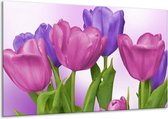 Glasschilderij Tulpen | Paars, Roze, Groen | 120x70cm 1Luik | Foto print op Glas |  F003208