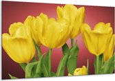 Glasschilderij Tulpen | Geel, Rood, Groen | 120x70cm 1Luik | Foto print op Glas |  F003206