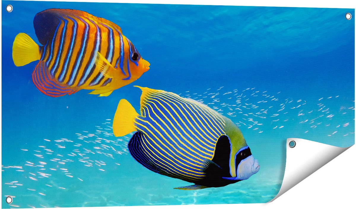 Gards Tuinposter Twee Tropische Vissen in de Rode Zee - 100x50 cm - Tuindoek - Tuindecoratie - Wanddecoratie buiten - Tuinschilderij Multikleur