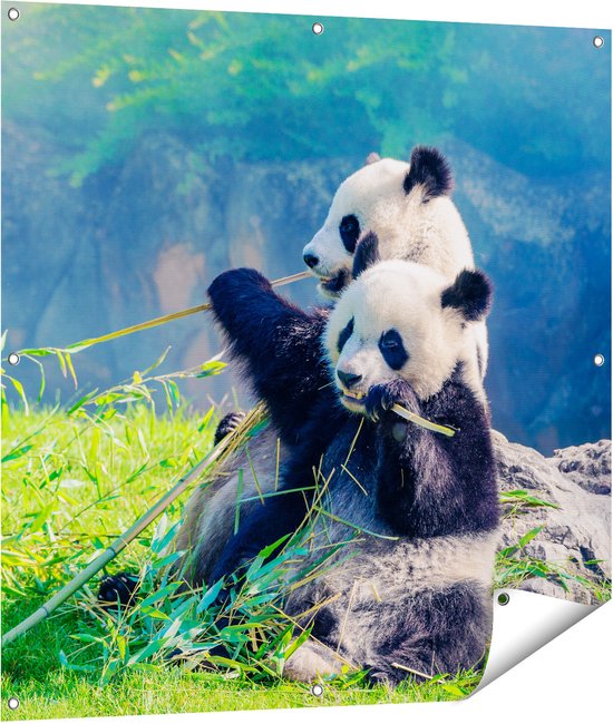Gards Tuinposter Twee Panda's Eten Bamboe Riet - 100x100 cm - Tuindoek - Tuindecoratie - Wanddecoratie buiten - Tuinschilderij