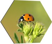 Dibond Hexagon - Lieveheersbeestje op Top van Groene Plant - 50x43.5 cm Foto op Hexagon (Met Ophangsysteem)