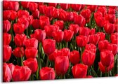 Schilderij Op Canvas - Groot -  Tulpen - Rood, Groen, Grijs - 140x90cm 1Luik - GroepArt 6000+ Schilderijen Woonkamer - Schilderijhaakjes Gratis