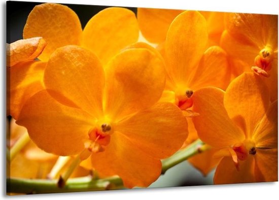 Canvas schilderij Orchidee | Oranje, Geel | | F002648