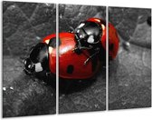 GroepArt - Schilderij -  Lieveheersbeestje - Rood, Zwart, Grijs - 120x80cm 3Luik - 6000+ Schilderijen 0p Canvas Art Collectie