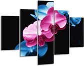 Glasschilderij -  Tulp - Roze, Blauw, Zwart - 100x70cm 5Luik - Geen Acrylglas Schilderij - GroepArt 6000+ Glasschilderijen Collectie - Wanddecoratie- Foto Op Glas