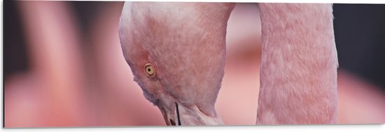 Dibond - Gebogen Kop van Roze Flamingo - 90x30 cm Foto op Aluminium (Met Ophangsysteem)