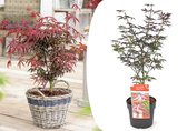 Plant in a Box - Acer palmatum Starfish - Japanse esdoorn winterhard - Pot 19cm - Hoogte 60-70cm