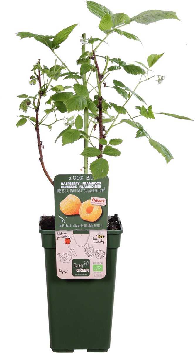 BIO Framboos Rubus Twotimer Sugana Yellow