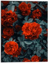 WallClassics - Dibond - Rode Volle Bloemen in Donkergroene Struik - 60x80 cm Foto op Aluminium (Met Ophangsysteem)