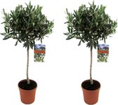 Plant in a Box - Olea Europaea - Set van 2 - Winterharde olijfboom op stam - Pot 21cm - Hoogte 90-100cm