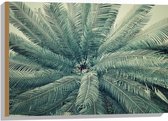 WallClassics - Hout - Bovenaanzicht van Groene Palmboom - 75x50 cm - 9 mm dik - Foto op Hout (Met Ophangsysteem)