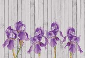 Fotobehang - Vlies Behang - Iris Bloemen op Houten Planken - 254 x 184 cm