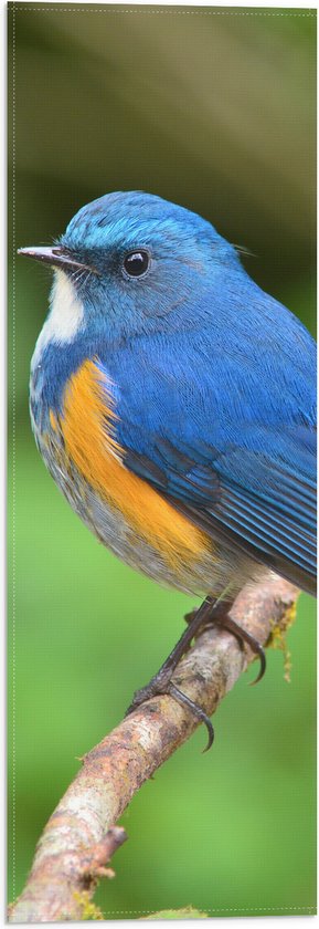Vlag - Blauwe Vogel met Oranje Borstje op Dunne Tak - 20x60 cm Foto op Polyester Vlag