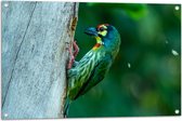 Tuinposter – Groene Kopersmid Vogel tegen Boomstam in de Groene Natuur - 90x60 cm Foto op Tuinposter (wanddecoratie voor buiten en binnen)