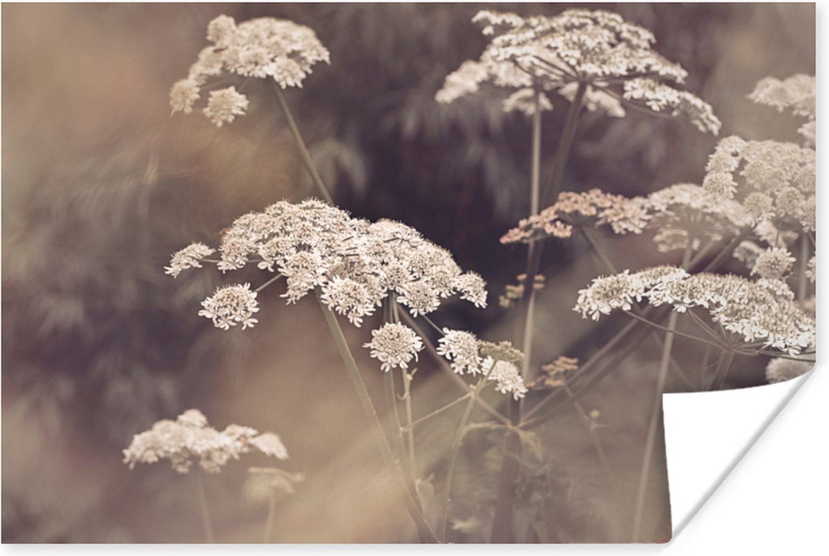 Poster Plant - Wit - Natuur - Bloemen - 30x20 cm