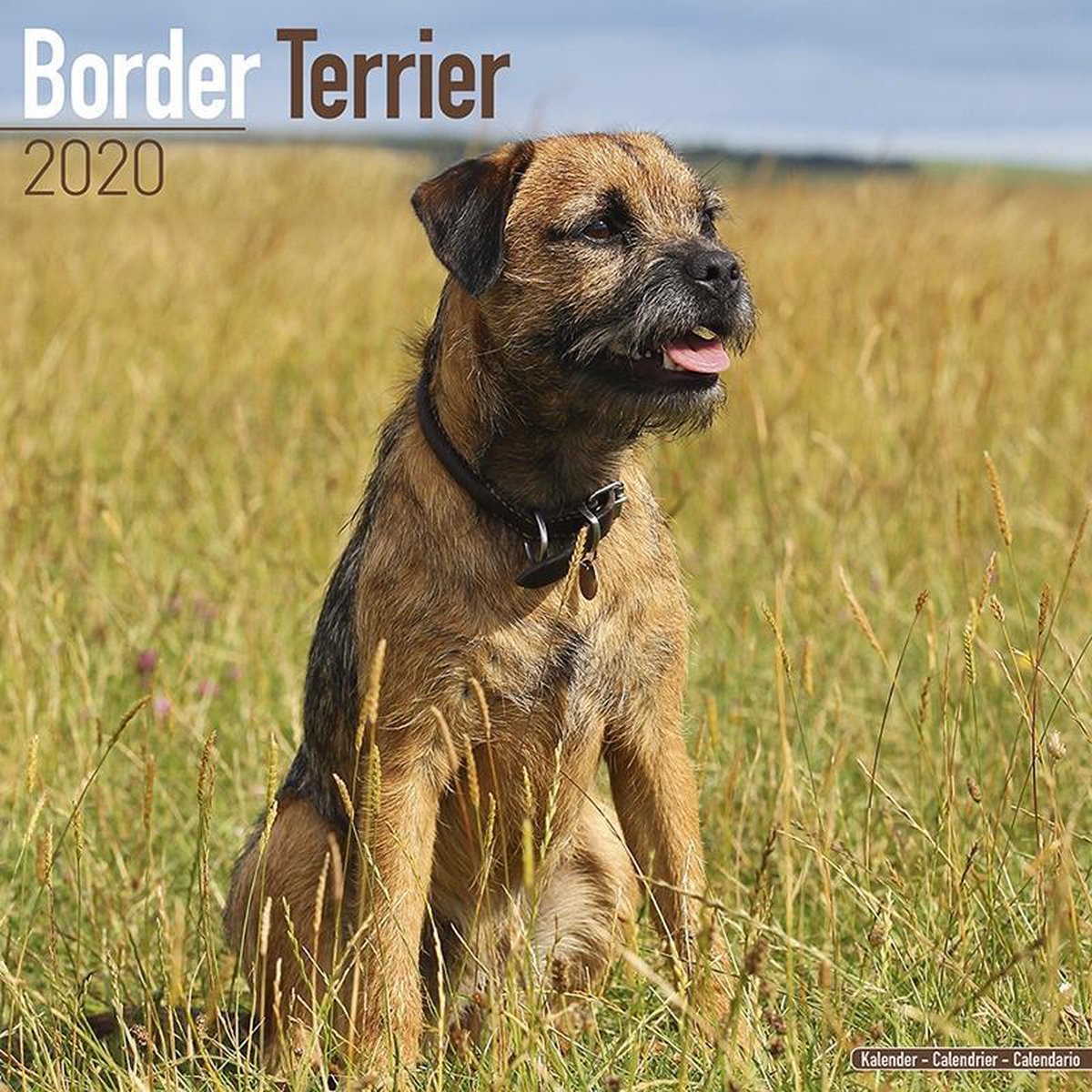 Border Terrier Kalender 2020