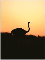 Poster (Mat) - Silhouet van Struisvogel bij Bossen tijdens Zonsondergang - 60x80 cm Foto op Posterpapier met een Matte look