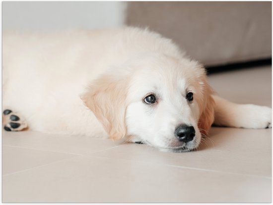 Poster Glanzend – Liggende Golden Retriever Puppy op de Vloer - 80x60 cm Foto op Posterpapier met Glanzende Afwerking