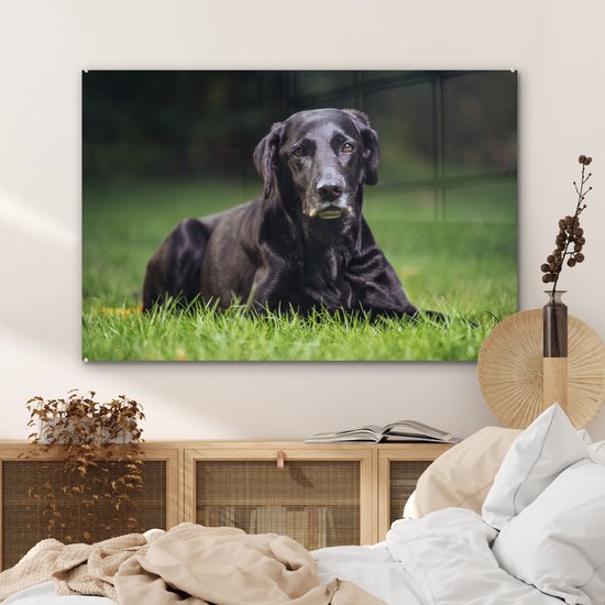 Un labrador noir dans l'herbe Plexiglas 120x80 cm - Tirage photo sur Glas (décoration murale plexiglas)