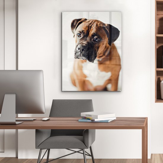 Un Boxer air triste Plexiglas 60x80 cm - Tirage photo sur Glas (décoration murale plexiglas)