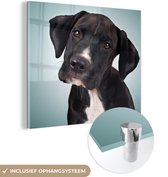 MuchoWow® Glasschilderij 90x90 cm - Schilderij acrylglas - Lieve zwart-witte hond - Foto op glas - Schilderijen